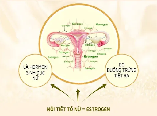 Mất cân bằng nội tiết tố nữ là nguyên nhân chính gây ra bệnh đa nang buồng trứng